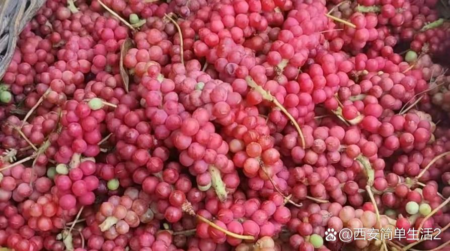 山刺玫的功效与作用，山刺花的功效-第3张图片-优品飞百科