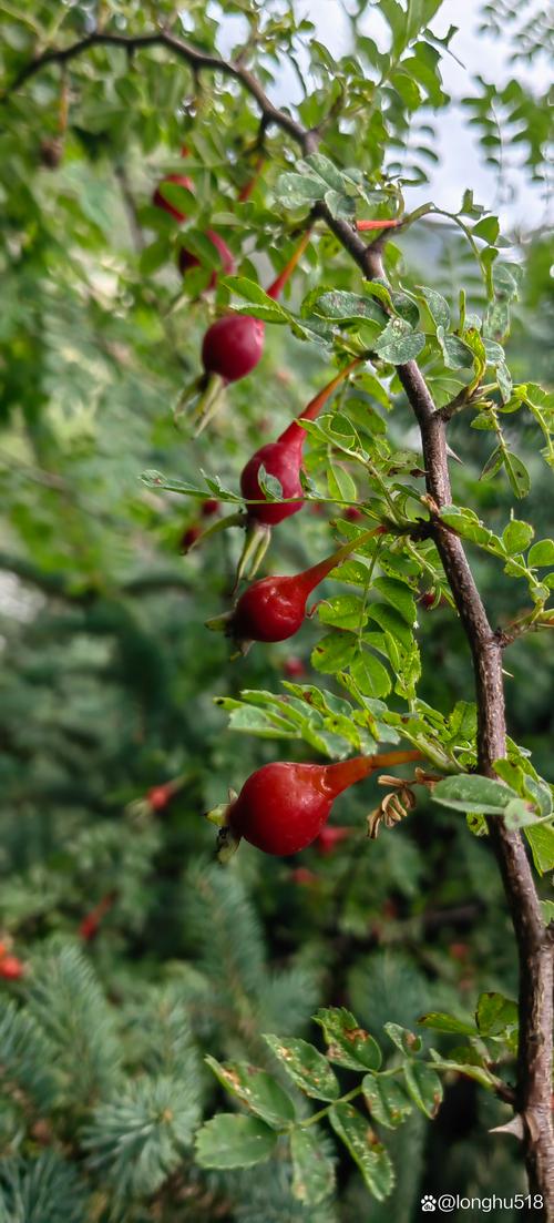 山刺玫的功效与作用，山刺花的功效-第4张图片-优品飞百科