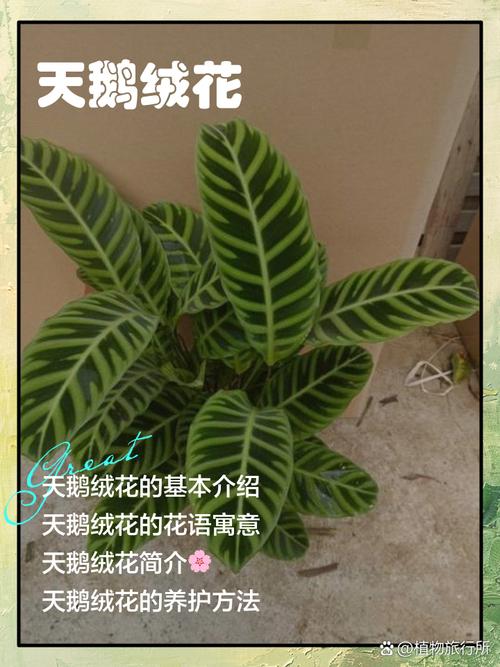 天鹅绒竹芋的用途？天鹅绒竹芋的用途有哪些？-第1张图片-优品飞百科