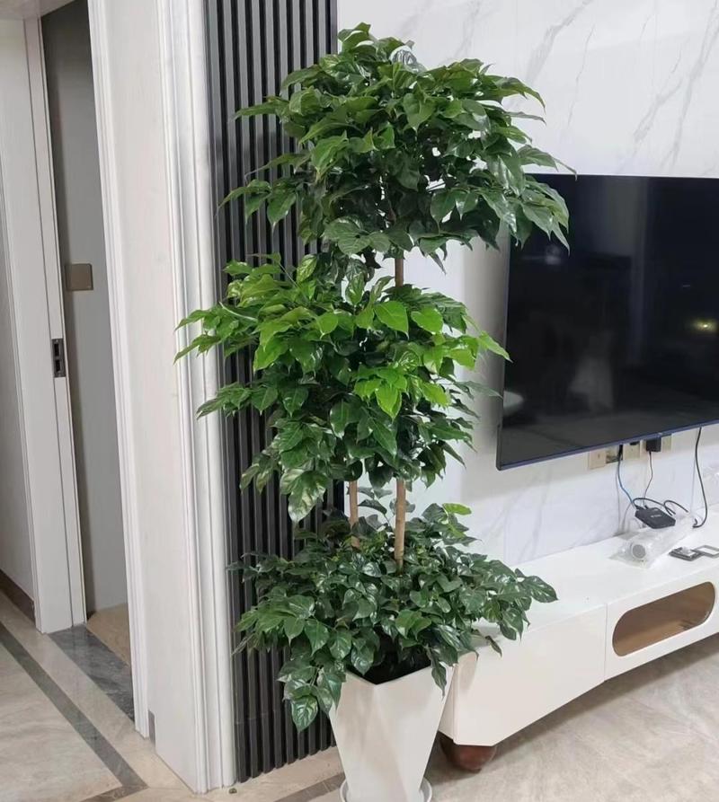 天鹅绒竹芋的用途？天鹅绒竹芋的用途有哪些？-第2张图片-优品飞百科