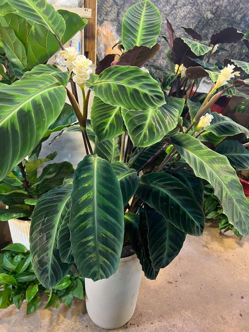 天鹅绒竹芋的用途？天鹅绒竹芋的用途有哪些？-第3张图片-优品飞百科