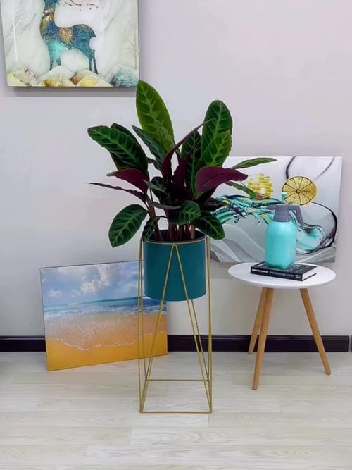 天鹅绒竹芋的用途？天鹅绒竹芋的用途有哪些？-第4张图片-优品飞百科