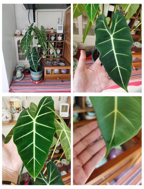 天鹅绒竹芋的用途？天鹅绒竹芋的用途有哪些？-第5张图片-优品飞百科