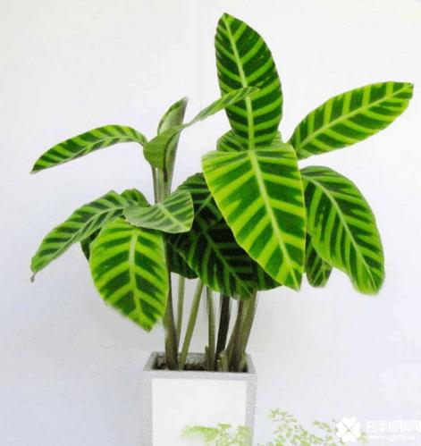 天鹅绒竹芋的用途？天鹅绒竹芋的用途有哪些？-第6张图片-优品飞百科