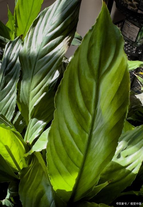 天鹅绒竹芋的用途？天鹅绒竹芋的用途有哪些？-第7张图片-优品飞百科