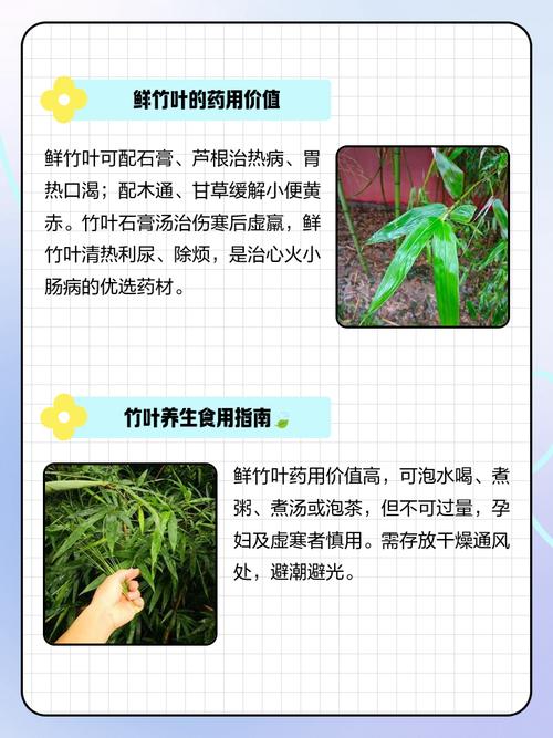 竹叶的功效与作用,竹叶的功效与作用禁忌?-第3张图片-优品飞百科 竹叶的功效与作用,竹叶的功效与作用禁忌?-第3张图片-优品飞百科