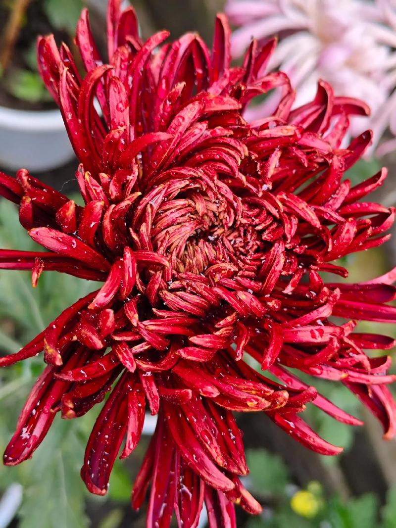 富乐山菊花展时间？富乐山菊展的总体形象？