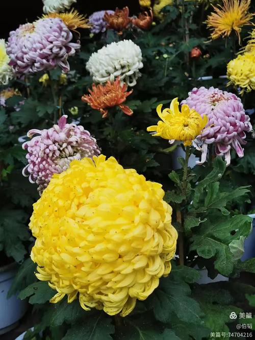 富乐山菊花展时间？富乐山菊展的总体形象？-第2张图片-优品飞百科