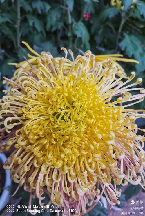 富乐山菊花展时间？富乐山菊展的总体形象？-第3张图片-优品飞百科