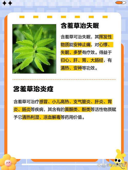 含羞草有什么药用价值，含羞草有什么药用价值治什么病？-第1张图片-优品飞百科
