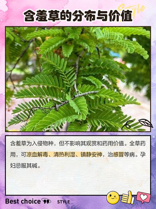 含羞草有什么药用价值，含羞草有什么药用价值治什么病？-第2张图片-优品飞百科