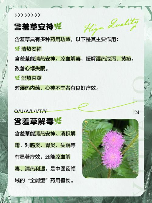 含羞草有什么药用价值，含羞草有什么药用价值治什么病？-第6张图片-优品飞百科