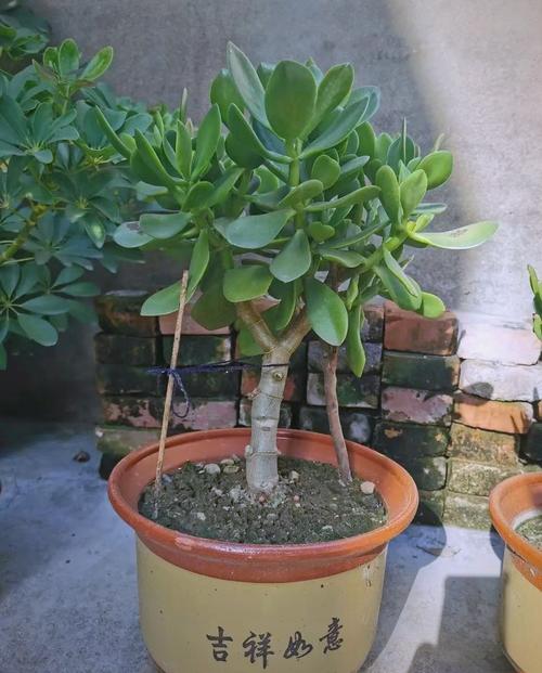 景天树的养殖方法和注意事项,景天树的养殖方法和注意事项视频?-第1张图片-优品飞百科 景天树的养殖方法和注意事项,景天树的养殖方法和注意事项视频?-第1张图片-优品飞百科