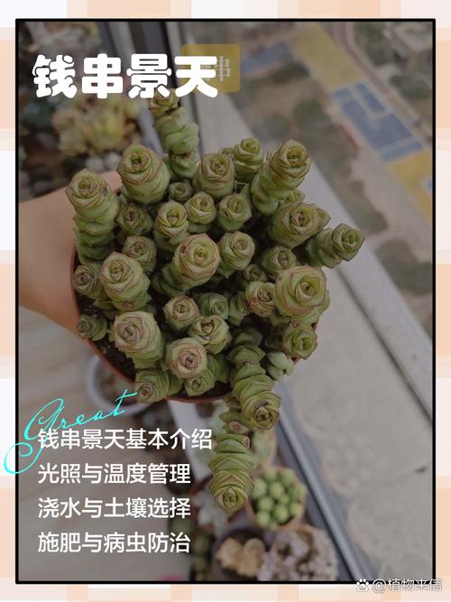 景天树的养殖方法和注意事项,景天树的养殖方法和注意事项视频?-第3张图片-优品飞百科 景天树的养殖方法和注意事项,景天树的养殖方法和注意事项视频?-第3张图片-优品飞百科