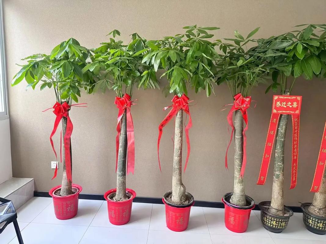 发财树的寓意，发财树买一个还是一对？发财树必须买一对吗？-第1张图片-优品飞百科