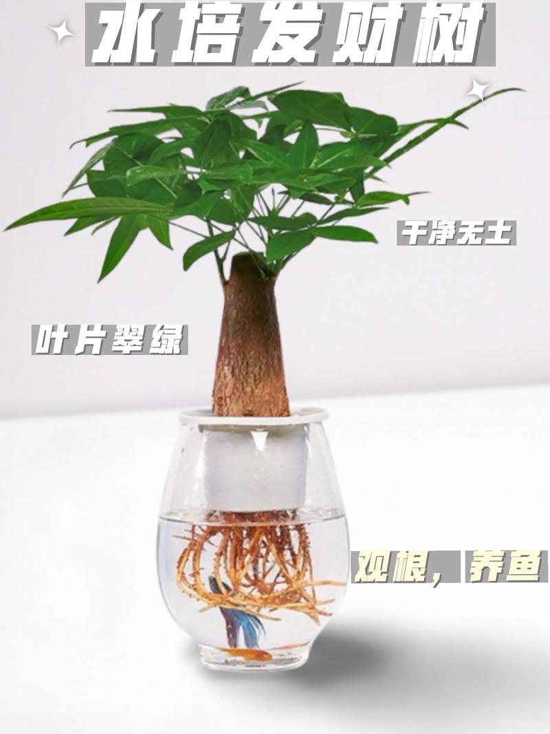 发财树的寓意，发财树买一个还是一对？发财树必须买一对吗？-第2张图片-优品飞百科