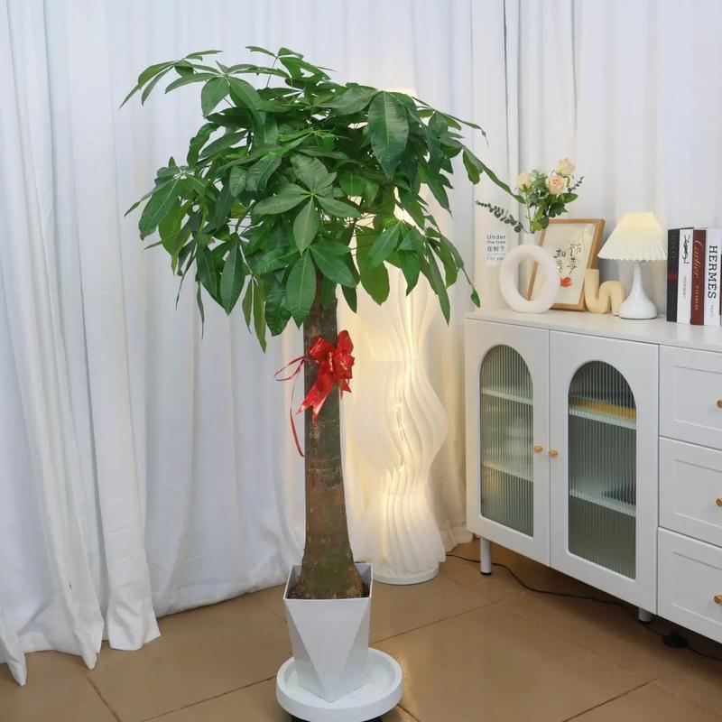 发财树的寓意，发财树买一个还是一对？发财树必须买一对吗？-第3张图片-优品飞百科