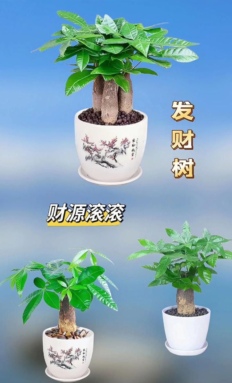 发财树的寓意，发财树买一个还是一对？发财树必须买一对吗？-第5张图片-优品飞百科