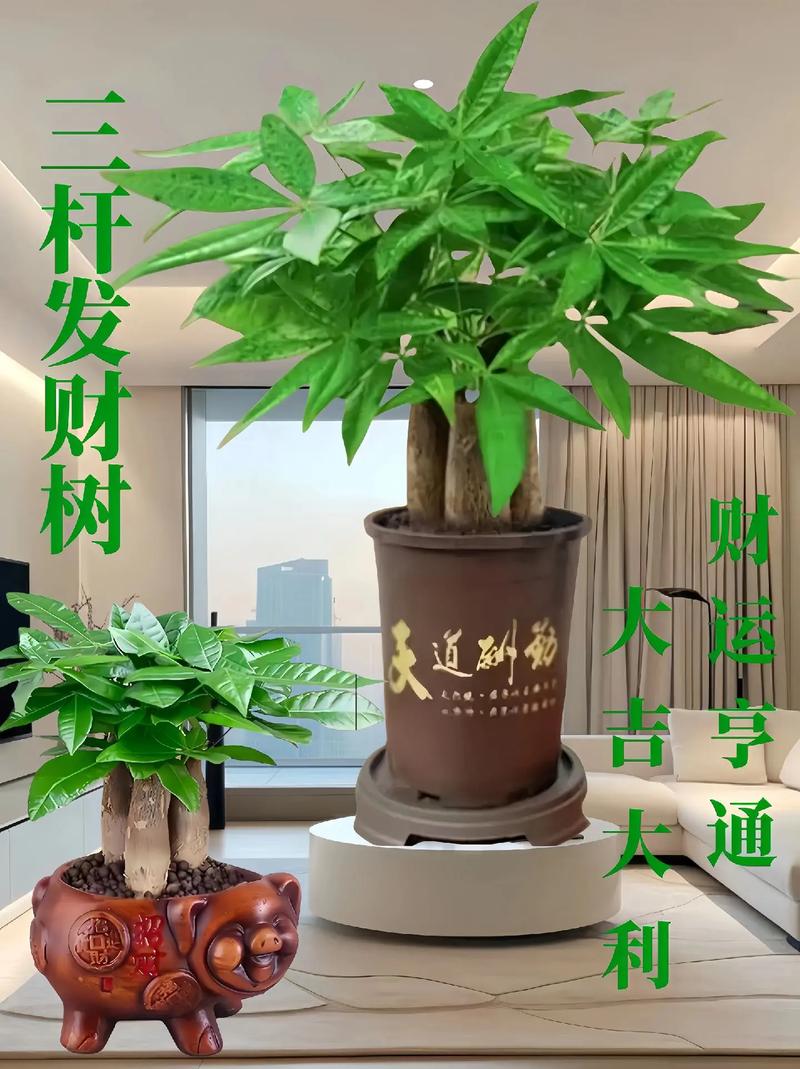 发财树的寓意，发财树买一个还是一对？发财树必须买一对吗？-第7张图片-优品飞百科