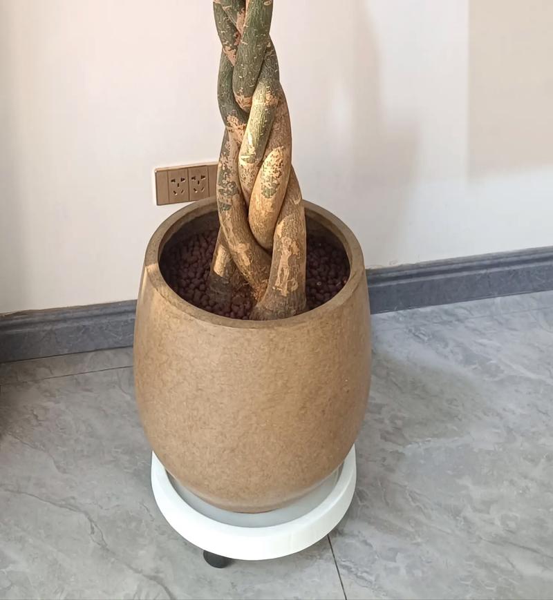 发财树的寓意，发财树买一个还是一对？发财树必须买一对吗？-第8张图片-优品飞百科