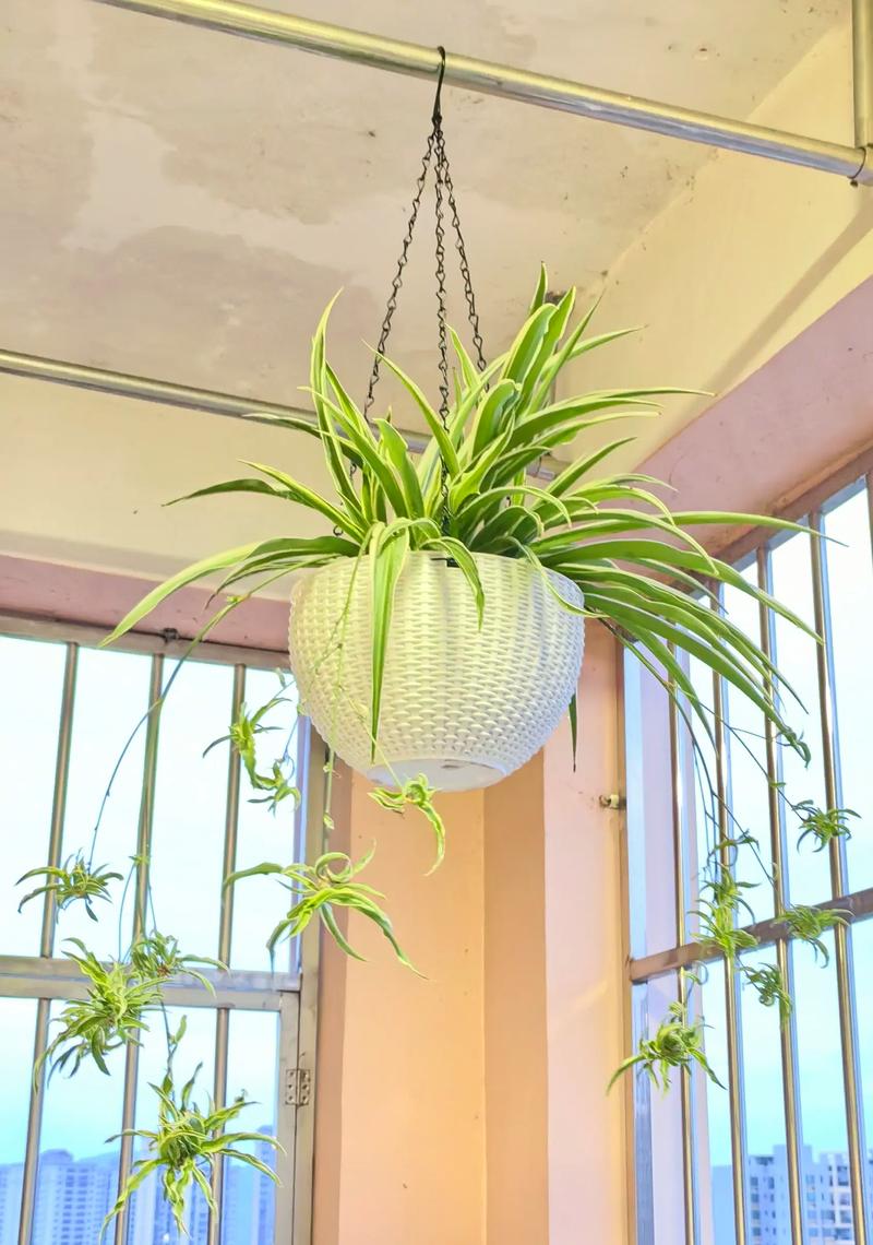 吊兰晚上能放在卧室吗，会与人争夺氧气吗？，吊兰晚上能放在房间吗？-第1张图片-优品飞百科