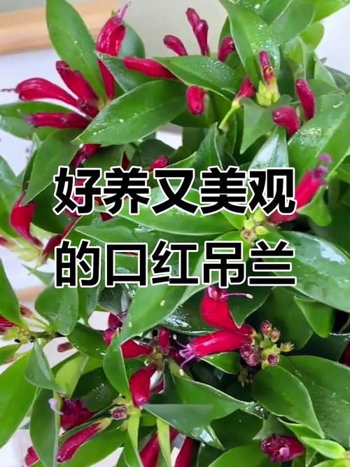 吊兰晚上能放在卧室吗，会与人争夺氧气吗？，吊兰晚上能放在房间吗？-第2张图片-优品飞百科