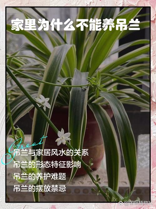 吊兰晚上能放在卧室吗，会与人争夺氧气吗？，吊兰晚上能放在房间吗？-第3张图片-优品飞百科