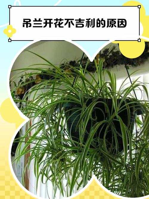 吊兰晚上能放在卧室吗，会与人争夺氧气吗？，吊兰晚上能放在房间吗？-第6张图片-优品飞百科