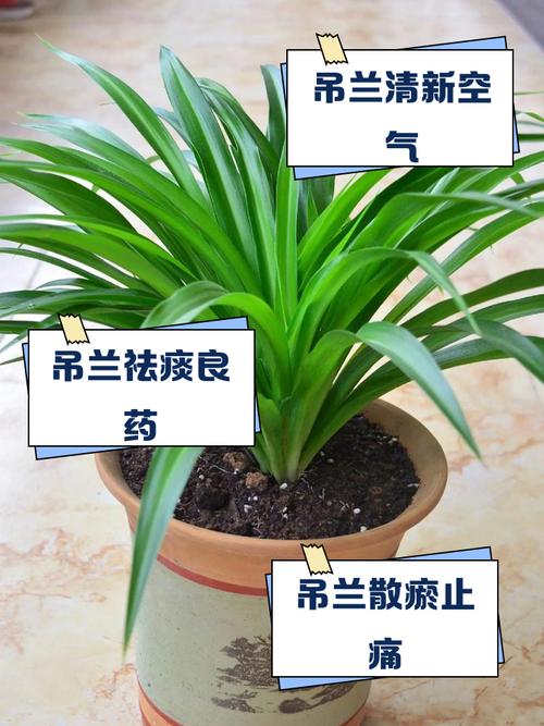 吊兰晚上能放在卧室吗，会与人争夺氧气吗？，吊兰晚上能放在房间吗？-第7张图片-优品飞百科