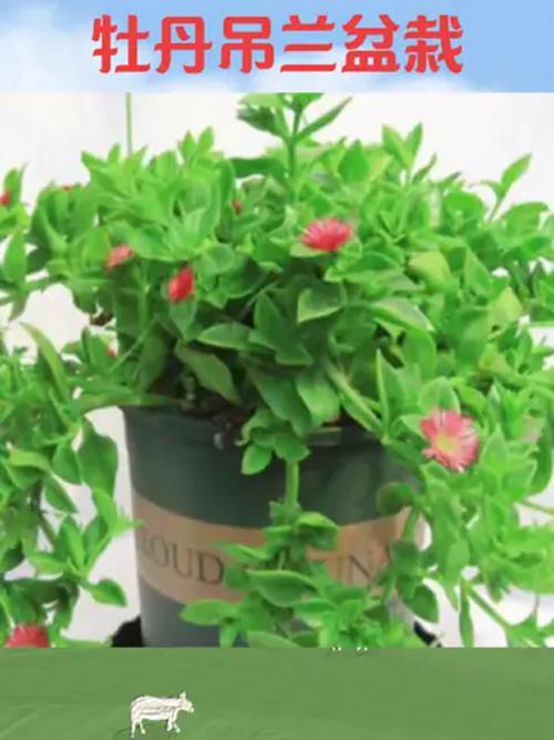 吊兰晚上能放在卧室吗，会与人争夺氧气吗？，吊兰晚上能放在房间吗？-第8张图片-优品飞百科