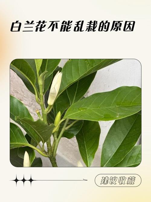 白兰花有毒吗？白兰花有毒吗会死吗？