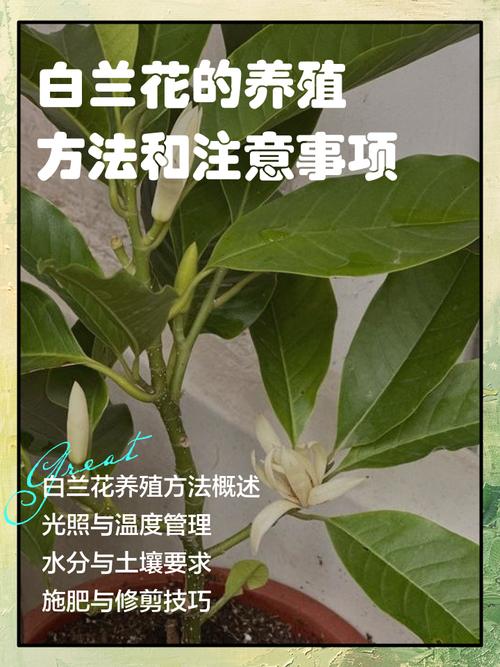 白兰花有毒吗？白兰花有毒吗会死吗？-第2张图片-优品飞百科