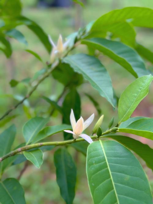 白兰花有毒吗？白兰花有毒吗会死吗？-第3张图片-优品飞百科