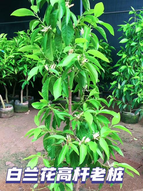 白兰花有毒吗？白兰花有毒吗会死吗？-第4张图片-优品飞百科