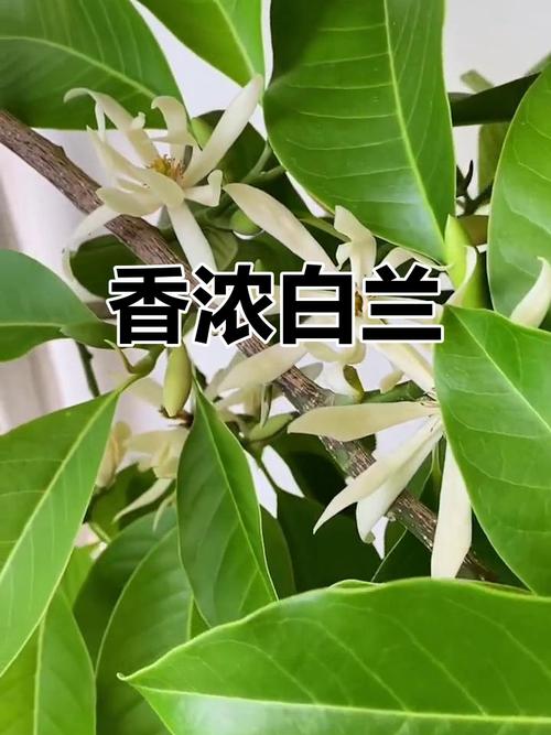 白兰花有毒吗？白兰花有毒吗会死吗？-第5张图片-优品飞百科