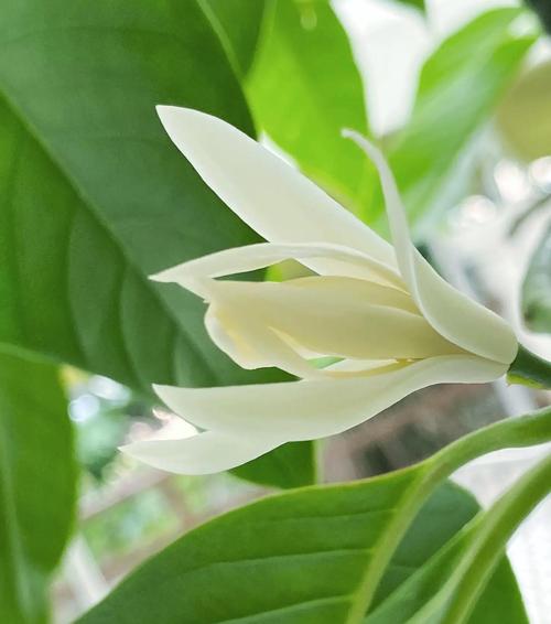 白兰花有毒吗？白兰花有毒吗会死吗？-第6张图片-优品飞百科