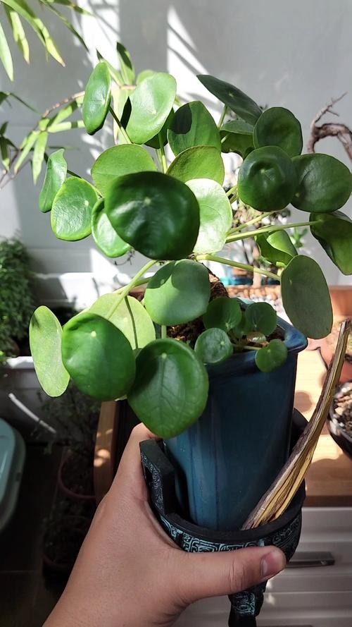 镜面草有毒吗，能净化空气吗？镜面草有毒吗,能净化空气吗为什么？-第1张图片-优品飞百科