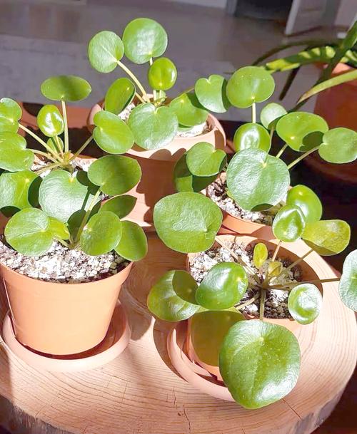 镜面草有毒吗，能净化空气吗？镜面草有毒吗,能净化空气吗为什么？-第2张图片-优品飞百科