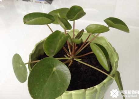 镜面草有毒吗，能净化空气吗？镜面草有毒吗,能净化空气吗为什么？-第3张图片-优品飞百科