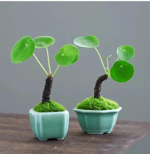 镜面草有毒吗，能净化空气吗？镜面草有毒吗,能净化空气吗为什么？-第4张图片-优品飞百科