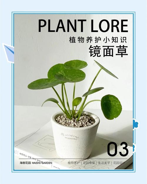 镜面草有毒吗，能净化空气吗？镜面草有毒吗,能净化空气吗为什么？-第5张图片-优品飞百科