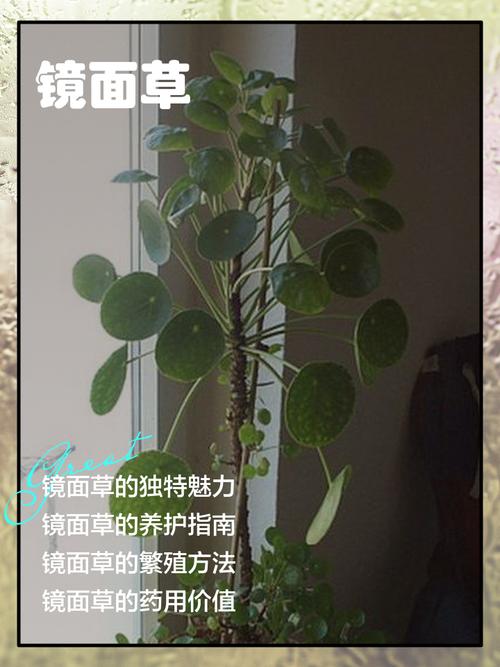 镜面草有毒吗，能净化空气吗？镜面草有毒吗,能净化空气吗为什么？-第6张图片-优品飞百科