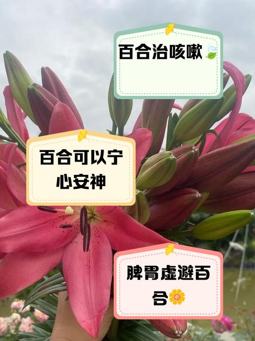 百合的花语和寓意，康乃馨加百合的花语和寓意