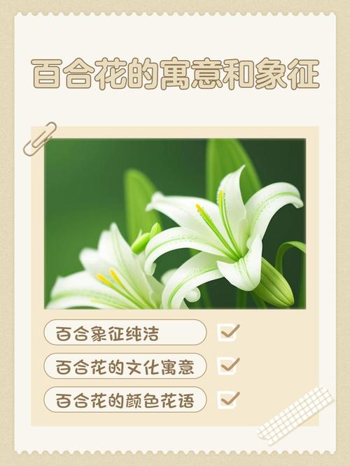 百合的花语和寓意,康乃馨加百合的花语和寓意-第2张图片-优品飞百科 百合的花语和寓意,康乃馨加百合的花语和寓意-第2张图片-优品飞百科