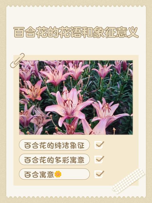 百合的花语和寓意,康乃馨加百合的花语和寓意-第5张图片-优品飞百科 百合的花语和寓意,康乃馨加百合的花语和寓意-第5张图片-优品飞百科