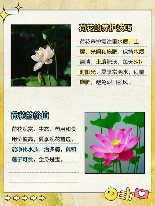 荷花的传说，荷花的传说故事简短？-第4张图片-优品飞百科