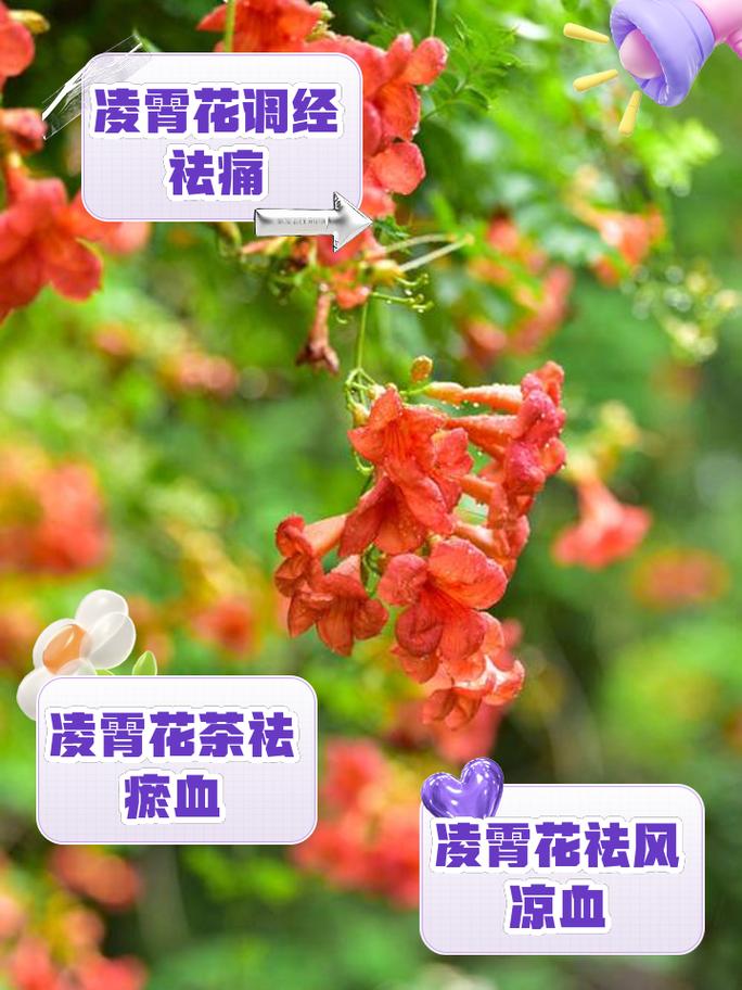 凌霄花的寓意象征，花语，凌霄花的寓意象征,花语是什么-第2张图片-优品飞百科