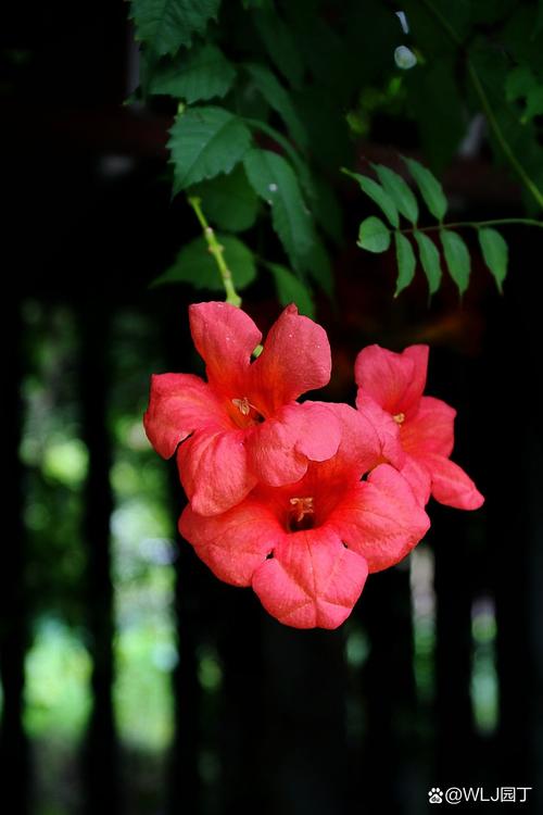 凌霄花的寓意象征，花语，凌霄花的寓意象征,花语是什么-第5张图片-优品飞百科
