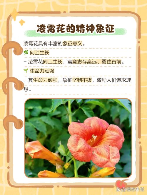凌霄花的寓意象征，花语，凌霄花的寓意象征,花语是什么-第6张图片-优品飞百科