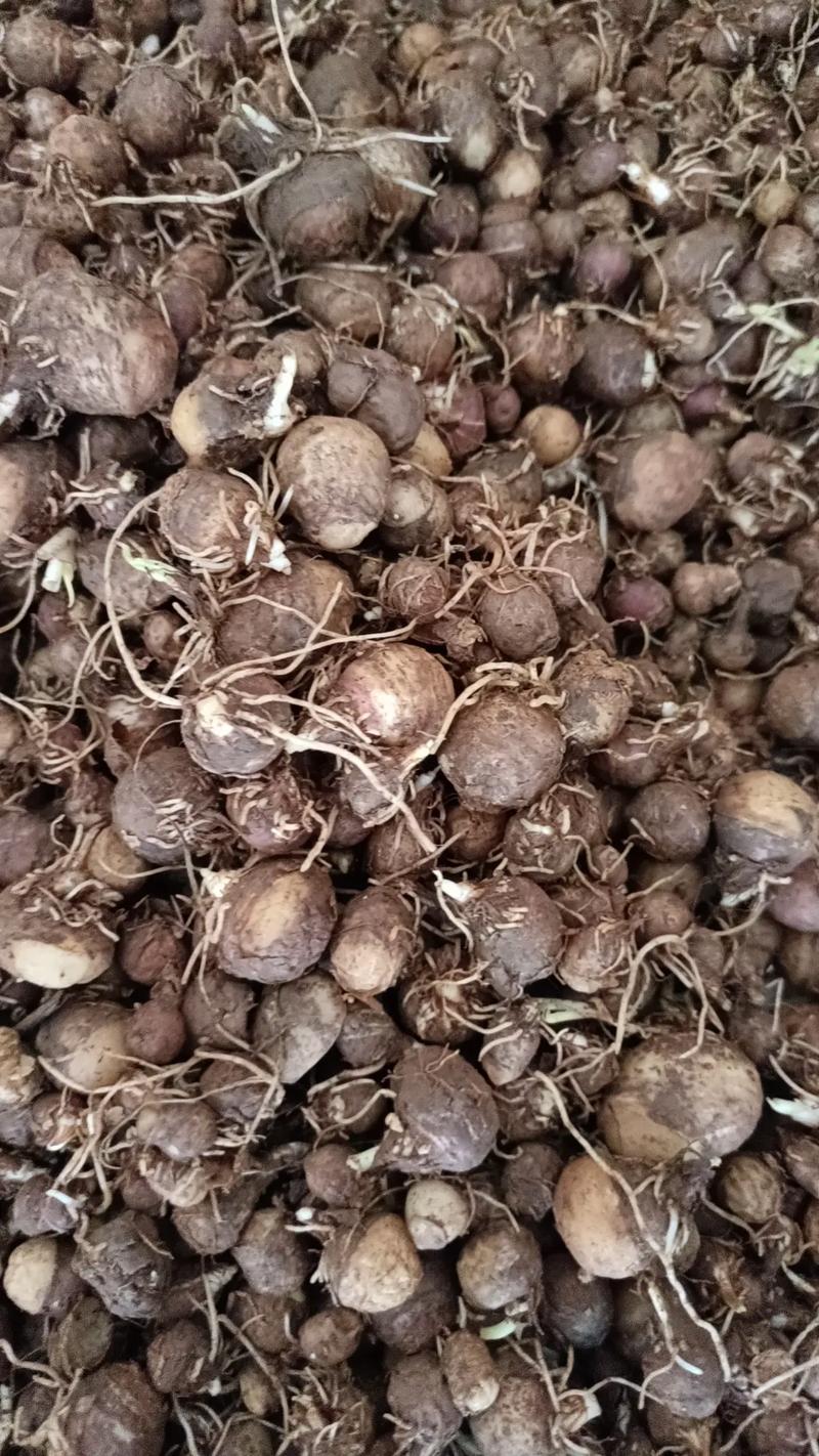 半夏多少钱一斤，半夏费用，半夏费用多少钱一克？-第1张图片-优品飞百科